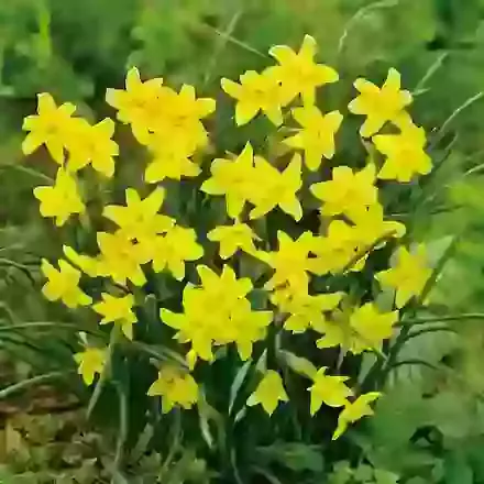 Sabrosa